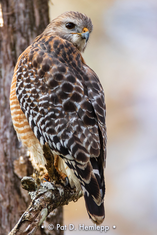 Keeping watch