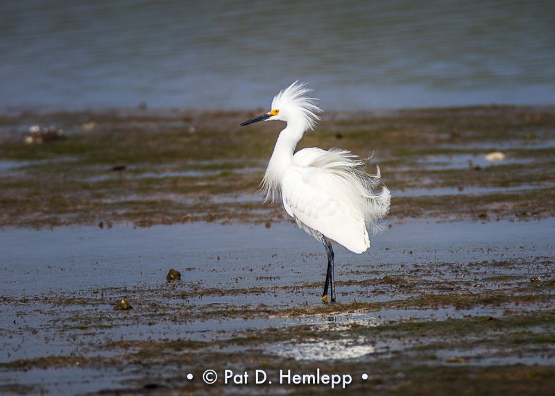 Breeding plumage