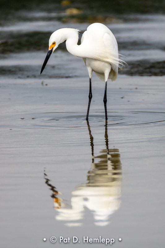 Hunting for food