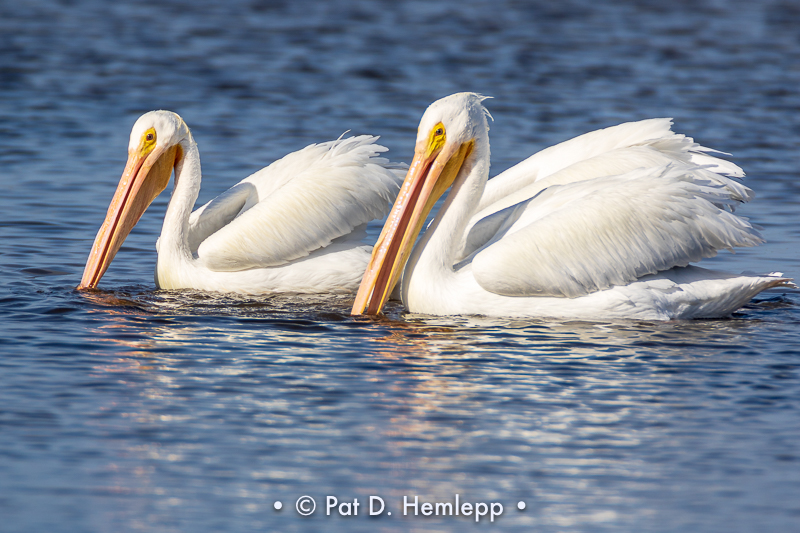 Pelican pair