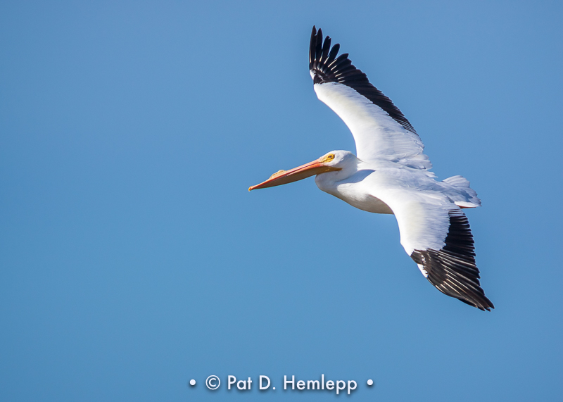 Flying pelican