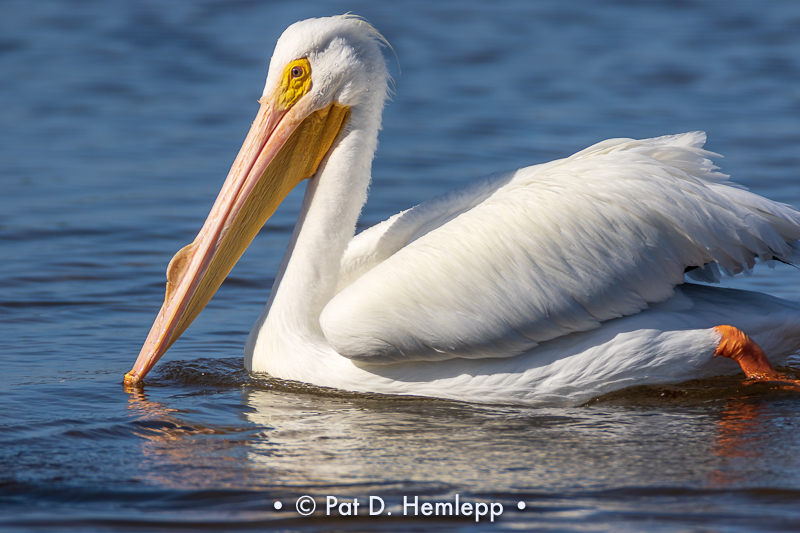 White pelican