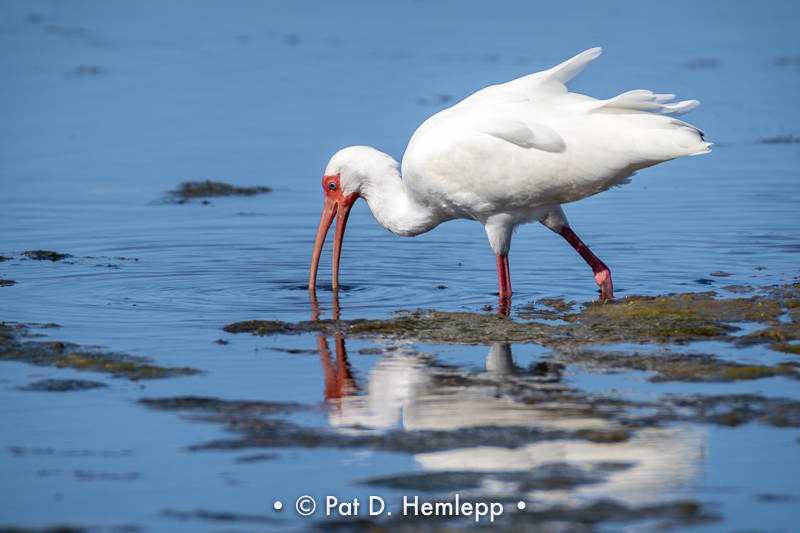 Ibis hunting