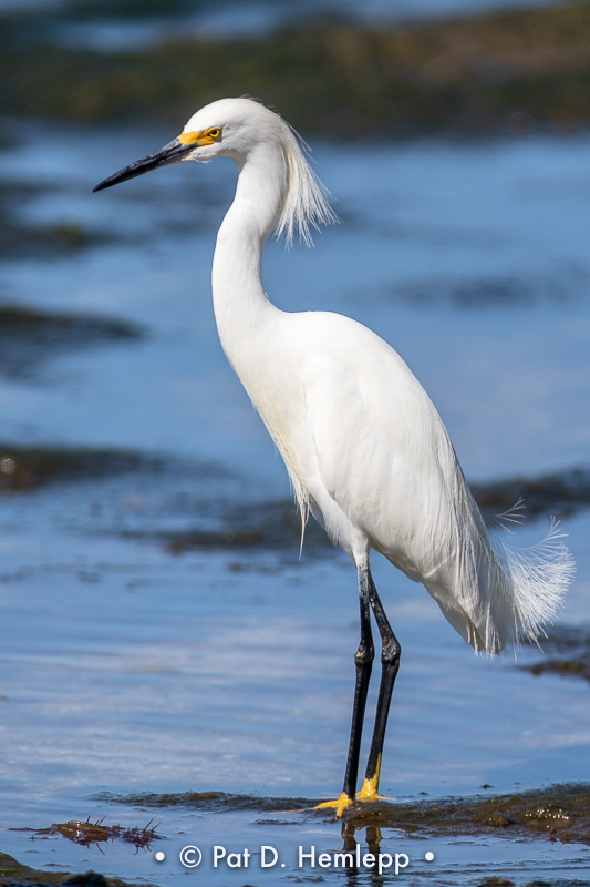 Egret and water
