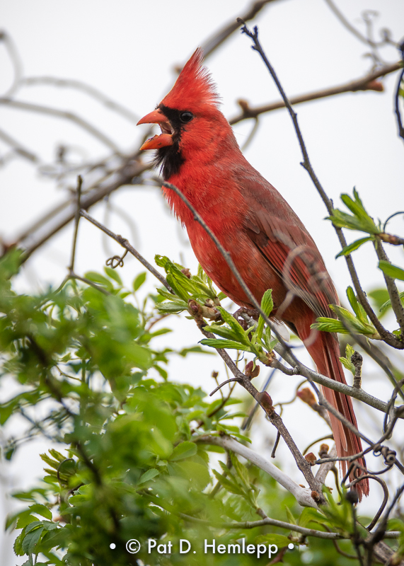 Calling cardinal