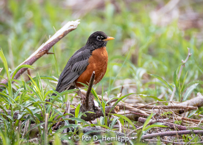 Low robin