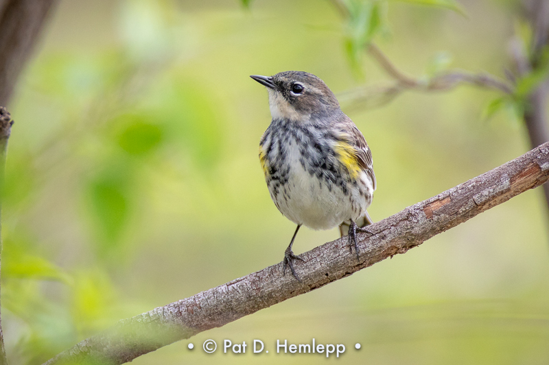 Female warbler