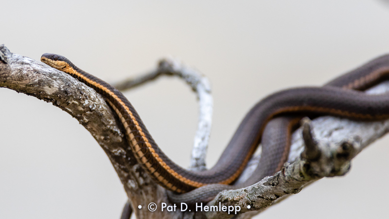 Ribbonsnake