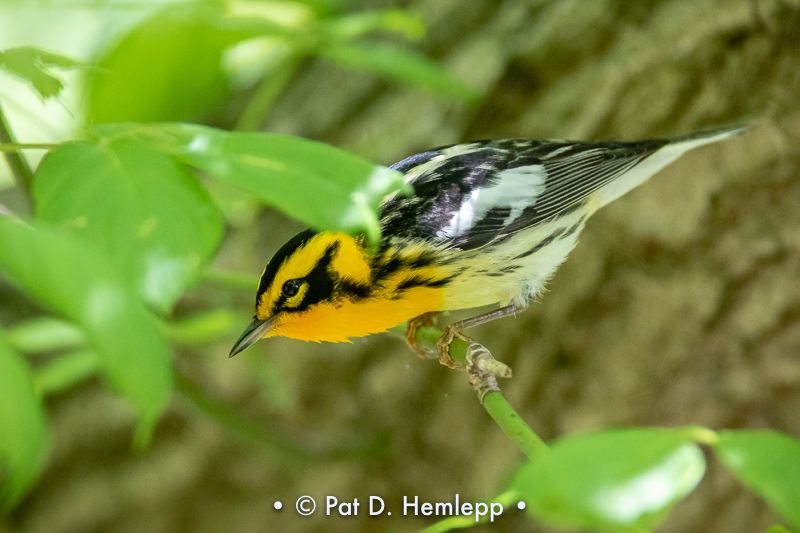 Under a leaf