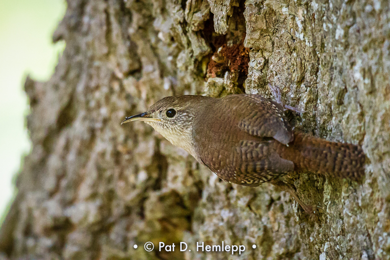 Clinging to bark