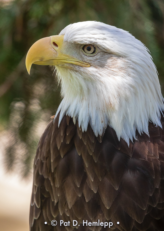 Eagle profile