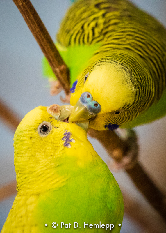 Budgerigars
