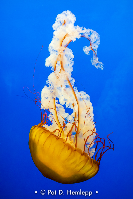 Sea nettle