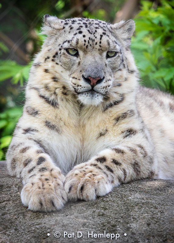 Snow leopard