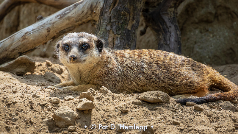 Meerkat in sun