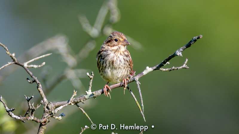 Young Song Sparrow