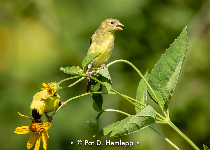 Finches