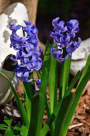 25 Hyacinth 2280