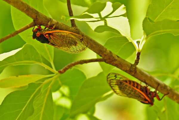 20 Periodical cicadas - Brood VI 3596