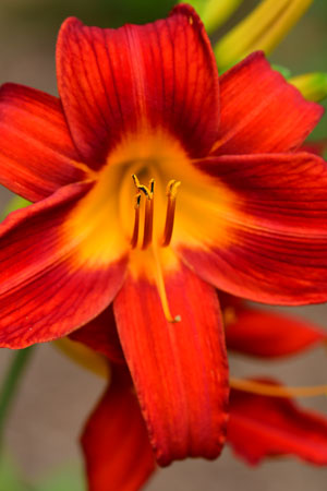 lily-4553