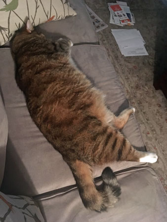 30 Sofa hog 4288