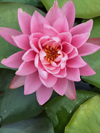 02 Water lily 4303
