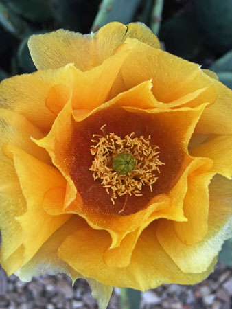 20 Opuntia flower 4388