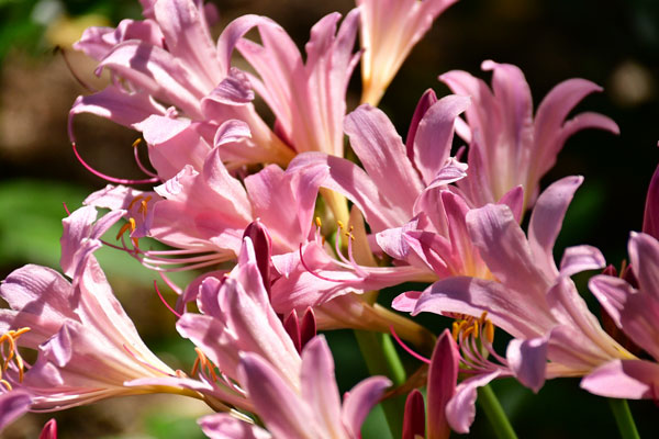 02 Naked Lady Lilies 7446