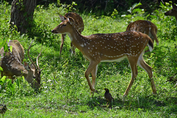 04 Chital (Cheetal or Axis deer) and common mynahs 2071