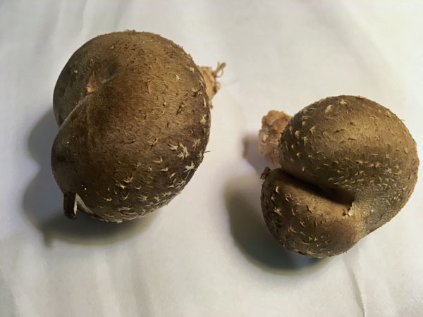 2017 - 14 First shiitake mushrooms from my log 5935