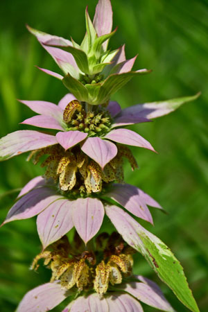 Dotted Horsemint 5484