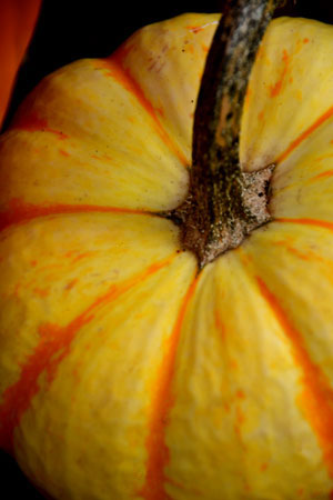 06 Little yellow pumpkin 2362