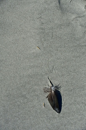 10 Beach feather 8731-1