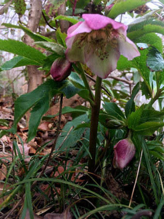 01 Lenten rose - Firist bloom of Spring! 6662