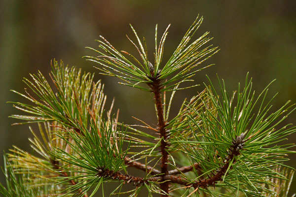 White pine needle scale 0695