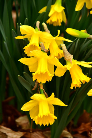 14 First daffodils! 0799