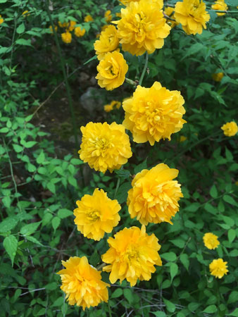 04 Double flowered Kerria japonica 7104