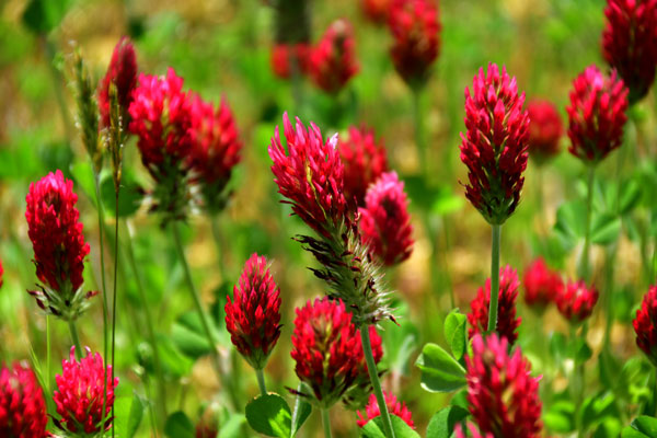 Crimson clover 2682