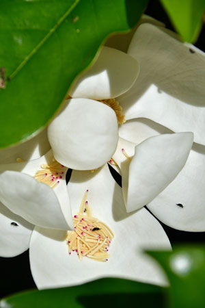 24 Magnolia flower and tumbling flower beetles 3691.jpg