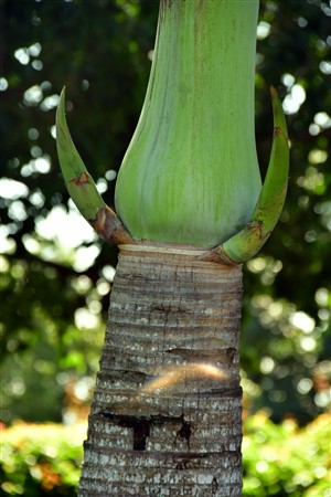 CUBA_2522 Cienfuegos Botanical Garden