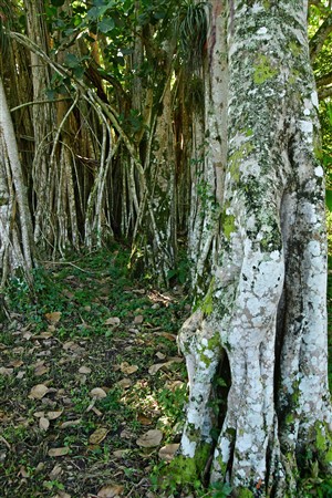 CUBA_2523 Cienfuegos Botanical Garden