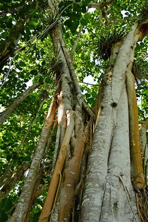 CUBA_2533 Cienfuegos Botanical Garden