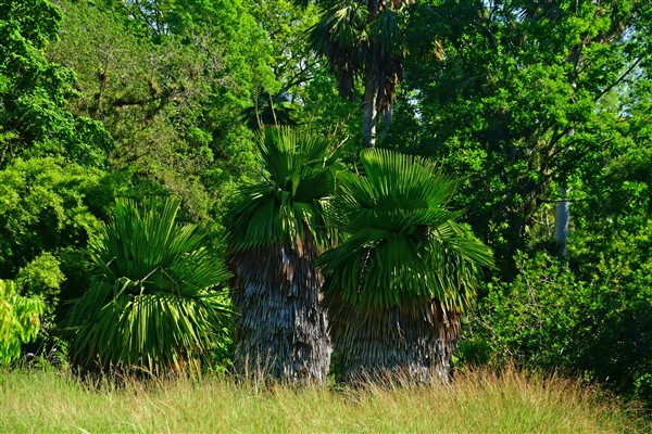 CUBA_2557 Cienfuegos Botanical Garden