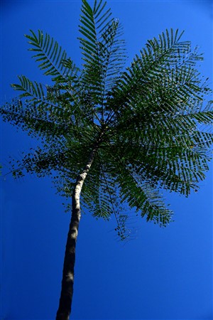 CUBA_2599 Cienfuegos Botanical Garden Tree fern