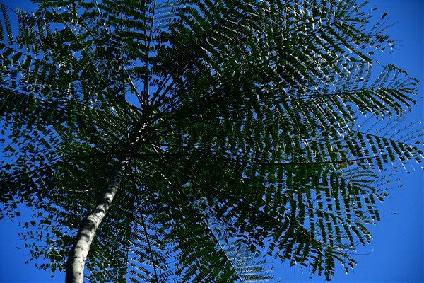 CUBA_2601 Cienfuegos Botanical Garden Tree fern