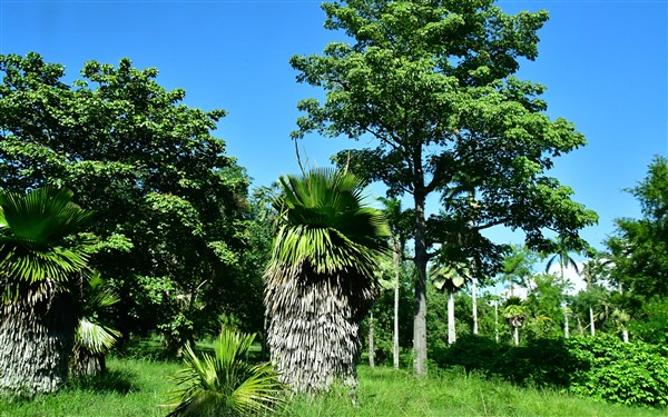 CUBA_2669 Cienfuegos Botanical Garden