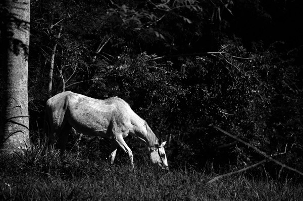 CUBA_2598bw