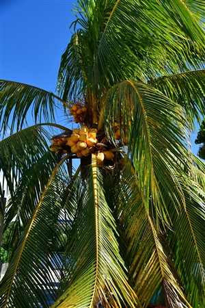 CUBA_3408 Cocanut palm