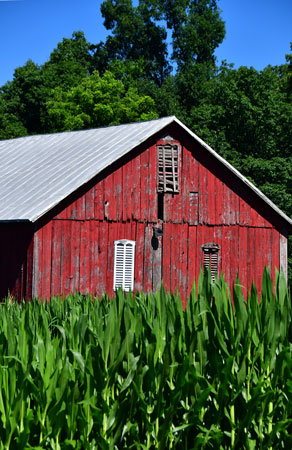 08 Corn and barn 4771