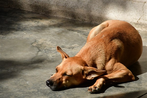 CUBA_4593 Canine siesta